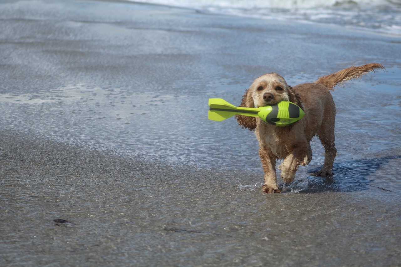 Urlaub mit Hund