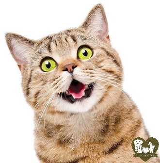 REiCO Katzenfutter – natürliche Ernährung für Katzen