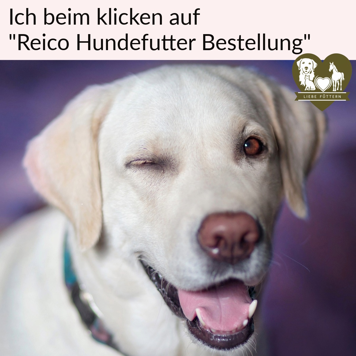Reico Hundefutter Bestellung