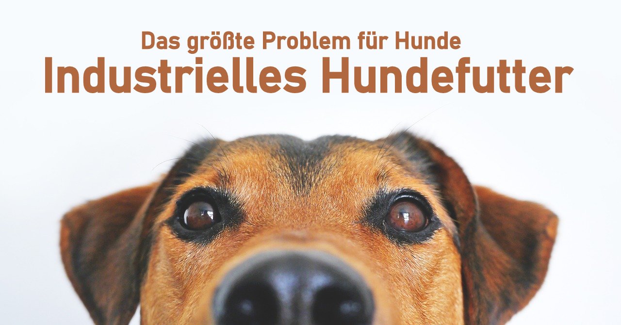 Industrielles Hundefutter – Die versteckte Gefahr für deinen Vierbeiner