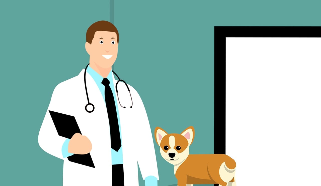 Vergiftung beim Hund: Symptome erkennen und richtig handeln