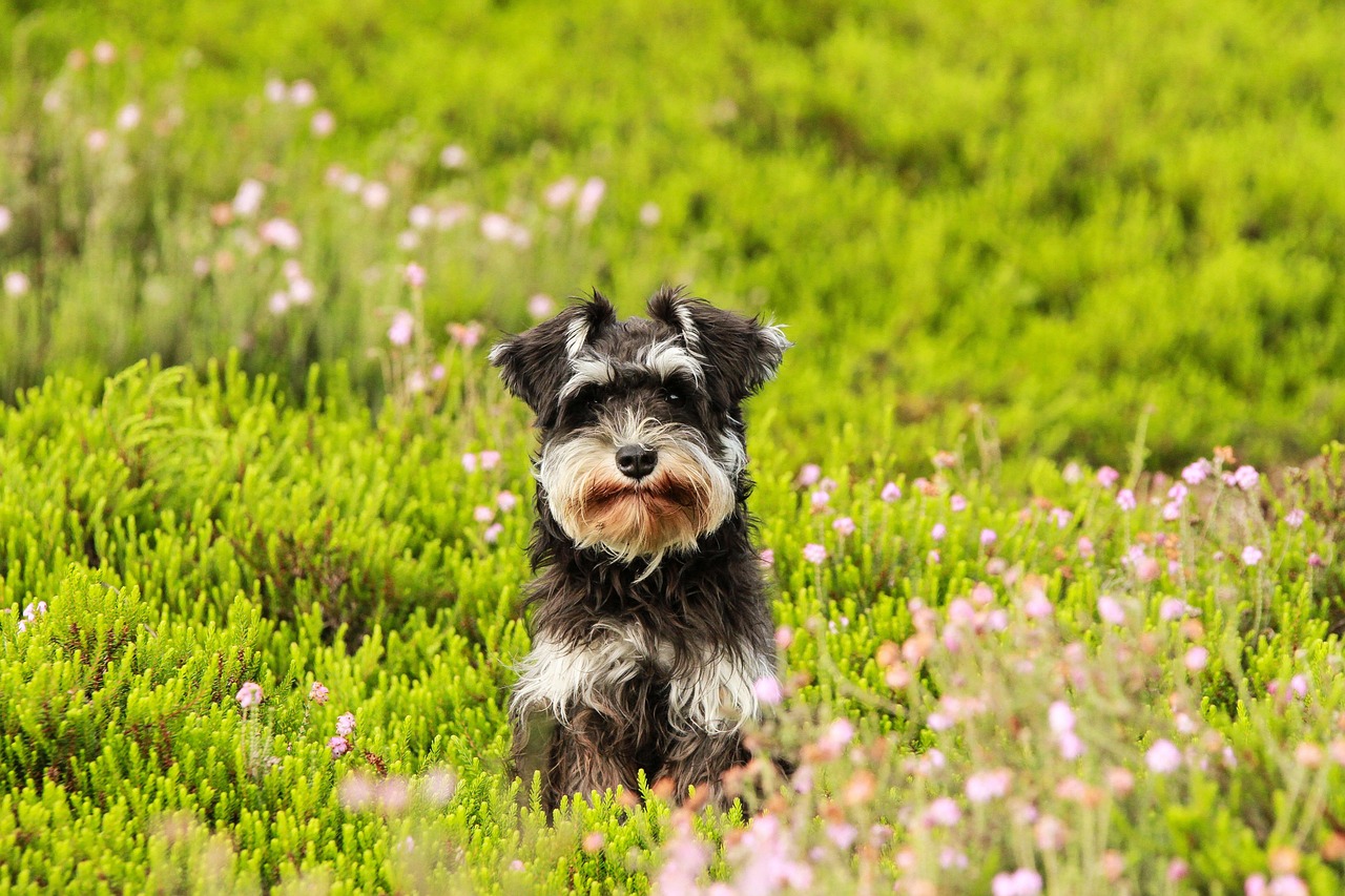Mein Hund hat Verstopfung – was jetzt?