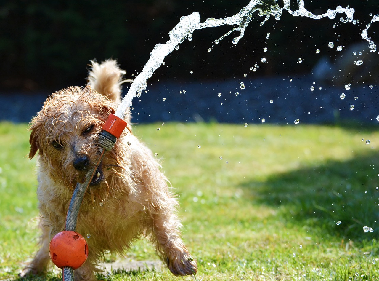 Dein Hund trinkt einfach nicht genug?