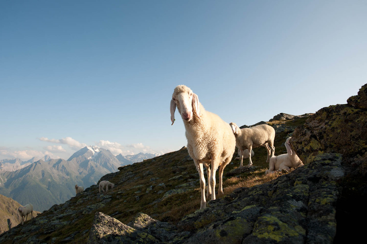 Tiroler Bergschaf - Bildarchiv TVB Stubai