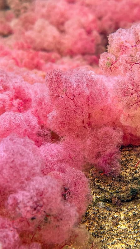 Wie auch am Caño Cristales sorgt die endemische Wasserpflanze Rhyncholacis (oder Macarenia) Clavigera für die leuchtende Farbe des Flusses