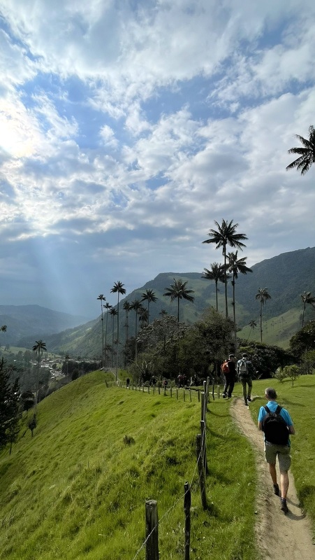 Blick auf Wachspalmen im Cocortatal mit Wanderer