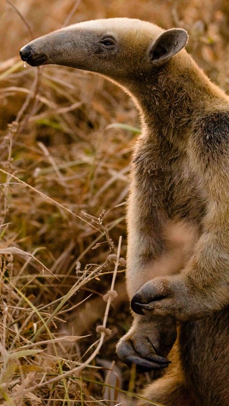 Kleiner Ameisenbär im Gestrüpp