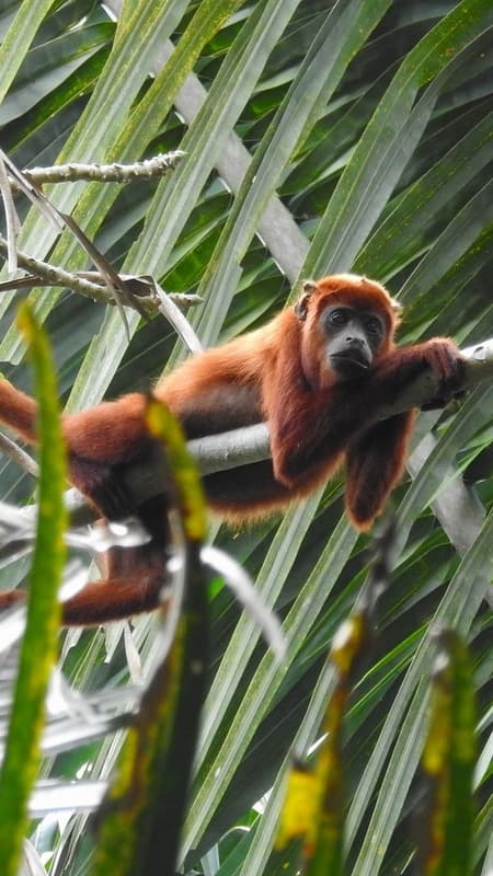 Brüllaffe im Baum beobachtet vo oben in den Llanos