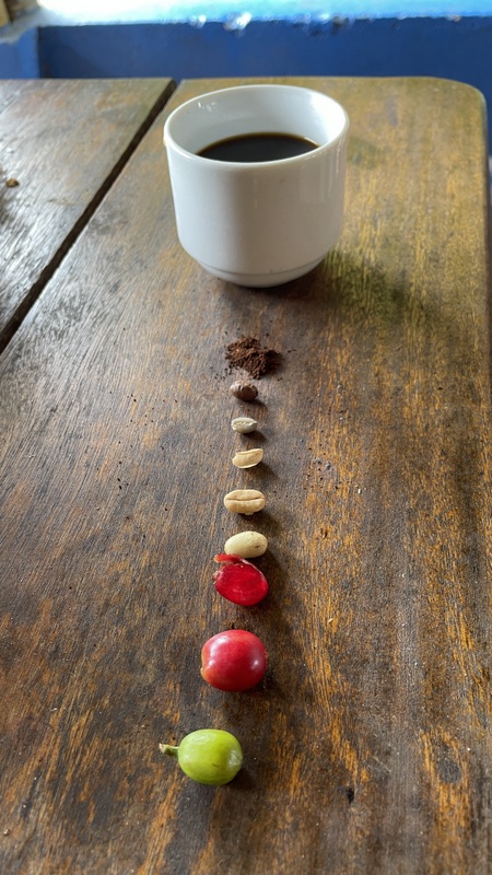 Reife- und Verabeitungsphasen des Kaffees
