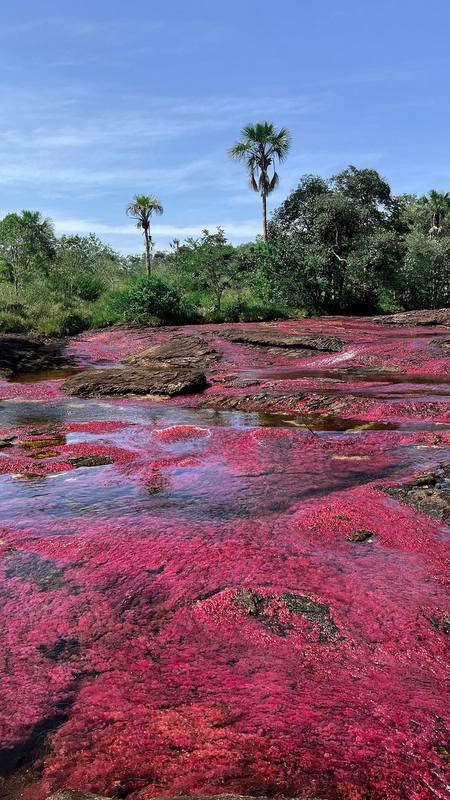 Von Mai bis November erstrahlt auch der Caño Sabana in leuchtenden Rot-Tönen