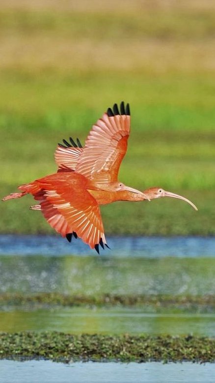 Rote Ibise in den Llanos