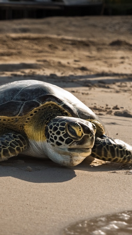 Im Hotel kümmert man sich liebevoll um den Schutz & die Aufzucht der gefährdeten Meeres-Schildkröten