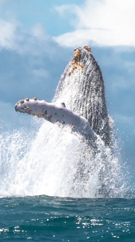 Whalewatching Tour Nuqui