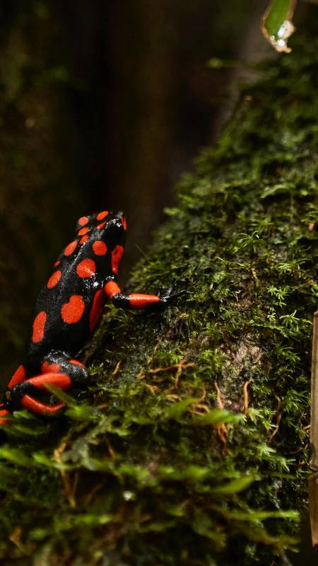 Pfeilgiftfrosch bei Nuqui