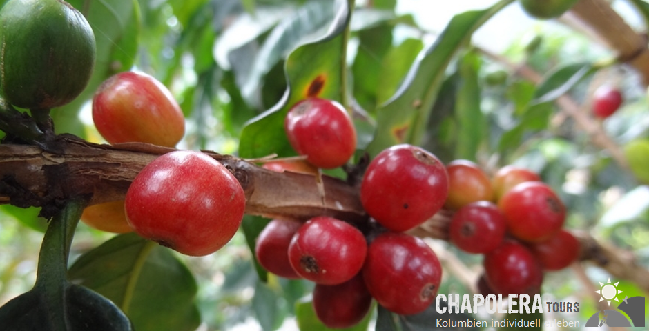 Tagestour zur Kaffeefinca, Kaffeeprozess & Canopy (Foto: Reife Kaffeekirschen)