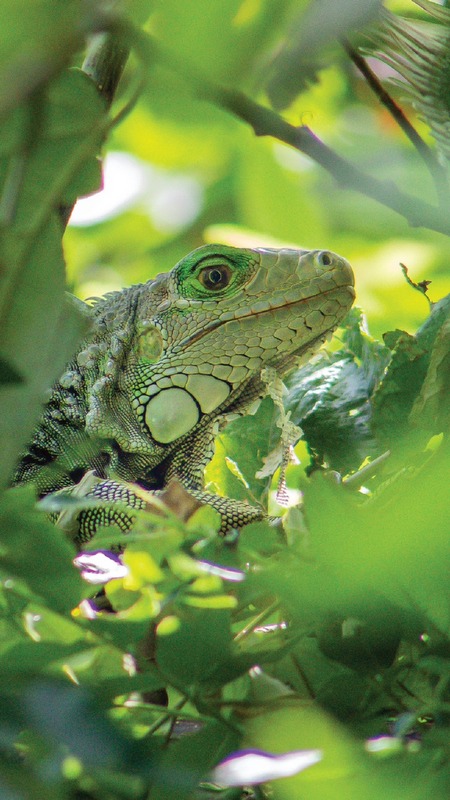 Ein Leguan lugt durchs Geäst