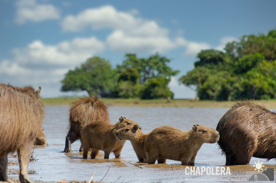4 Tage Reisebaustein Los Llanos Highlights - Capybaras (Wasserschweine) mit Jungtieren an einer Wasserstelle