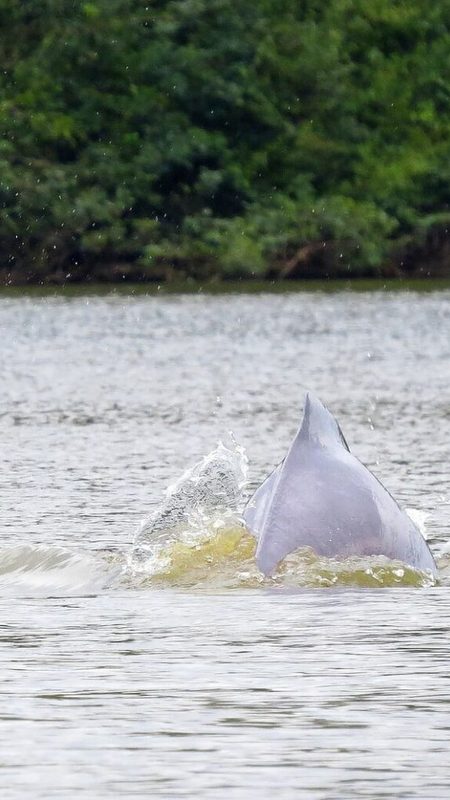 Mit etwas Glück werdet Ihr unterwegs von Flussdelfinen begleitet