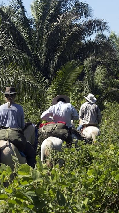 Pferde mit Reitern durch Palmenhaine in der Llanos Savanne