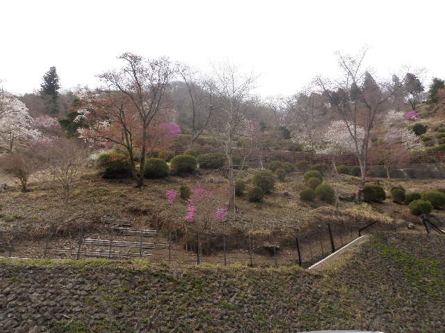 奥多摩湖の公園は桜が満開