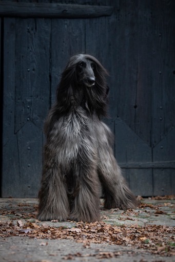 Farrokh - Afgaanse windhond