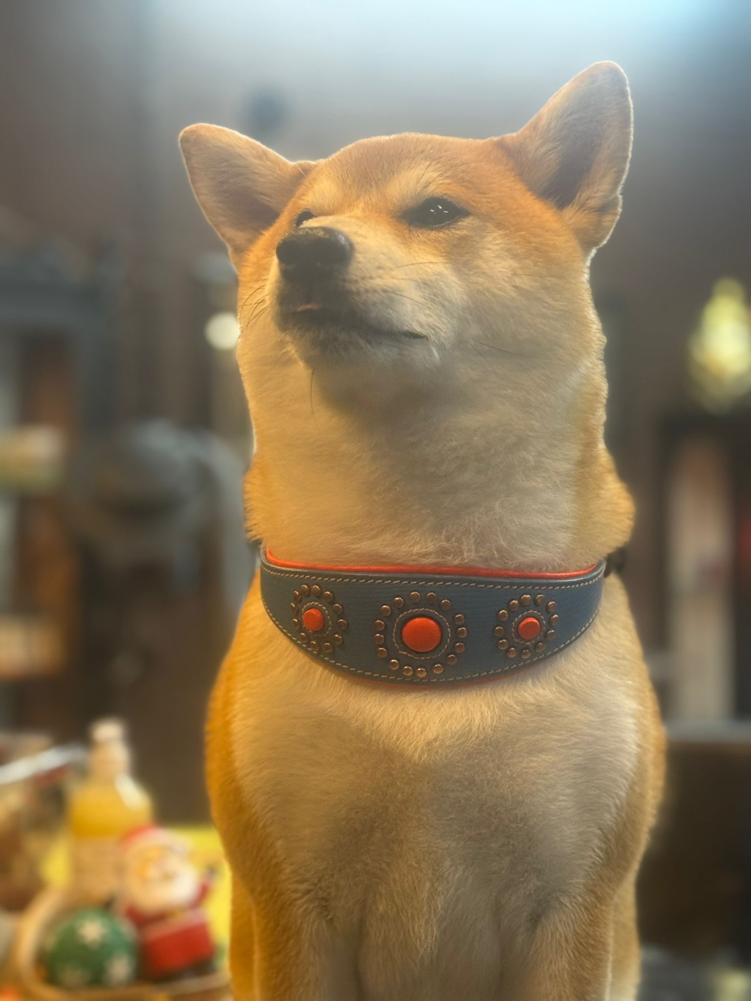 Maro - Shiba Inu