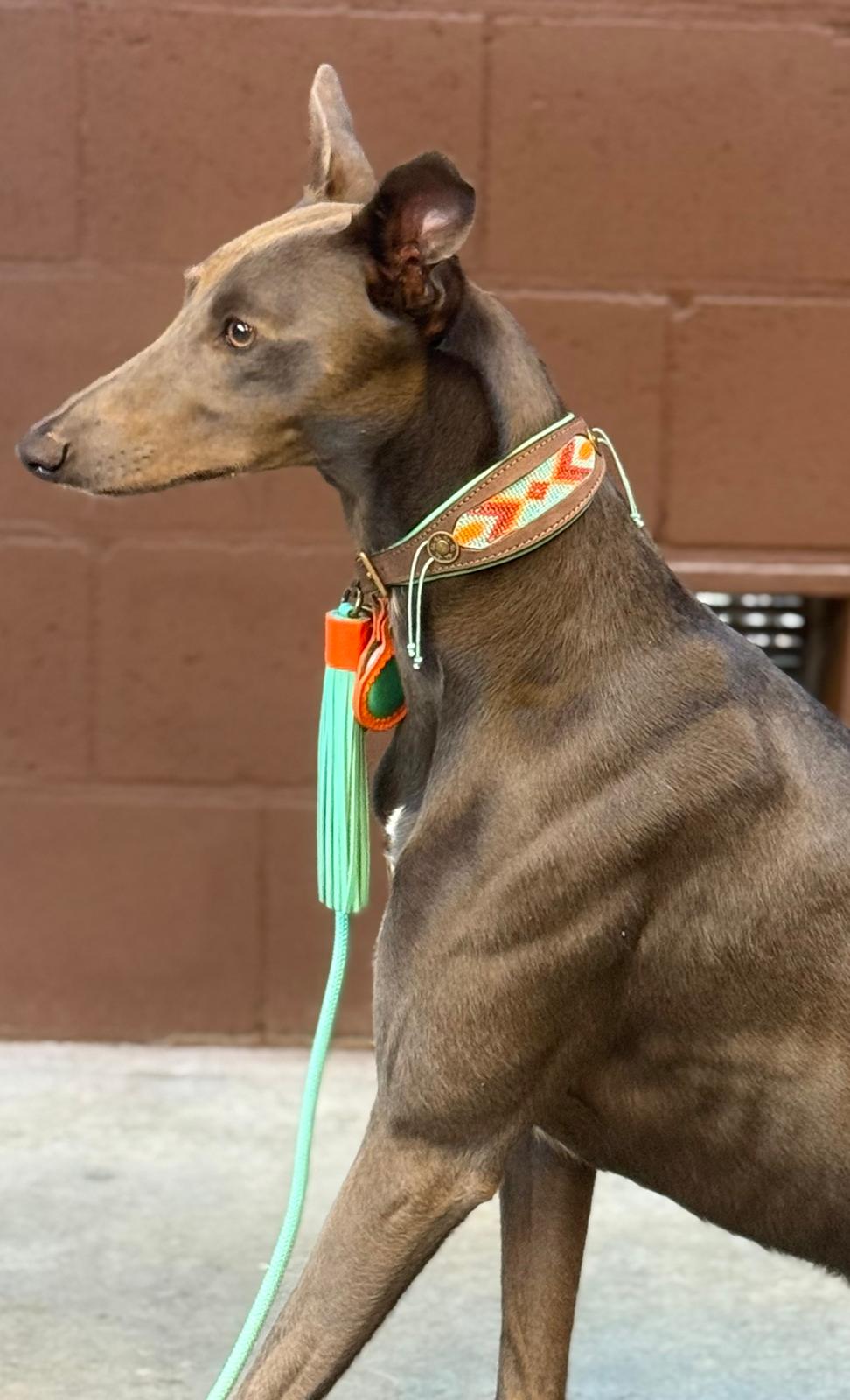 Grey - Greyhound