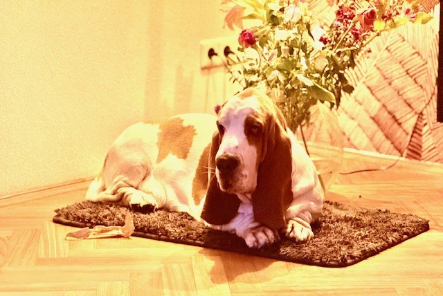 Harrie - Bassethound