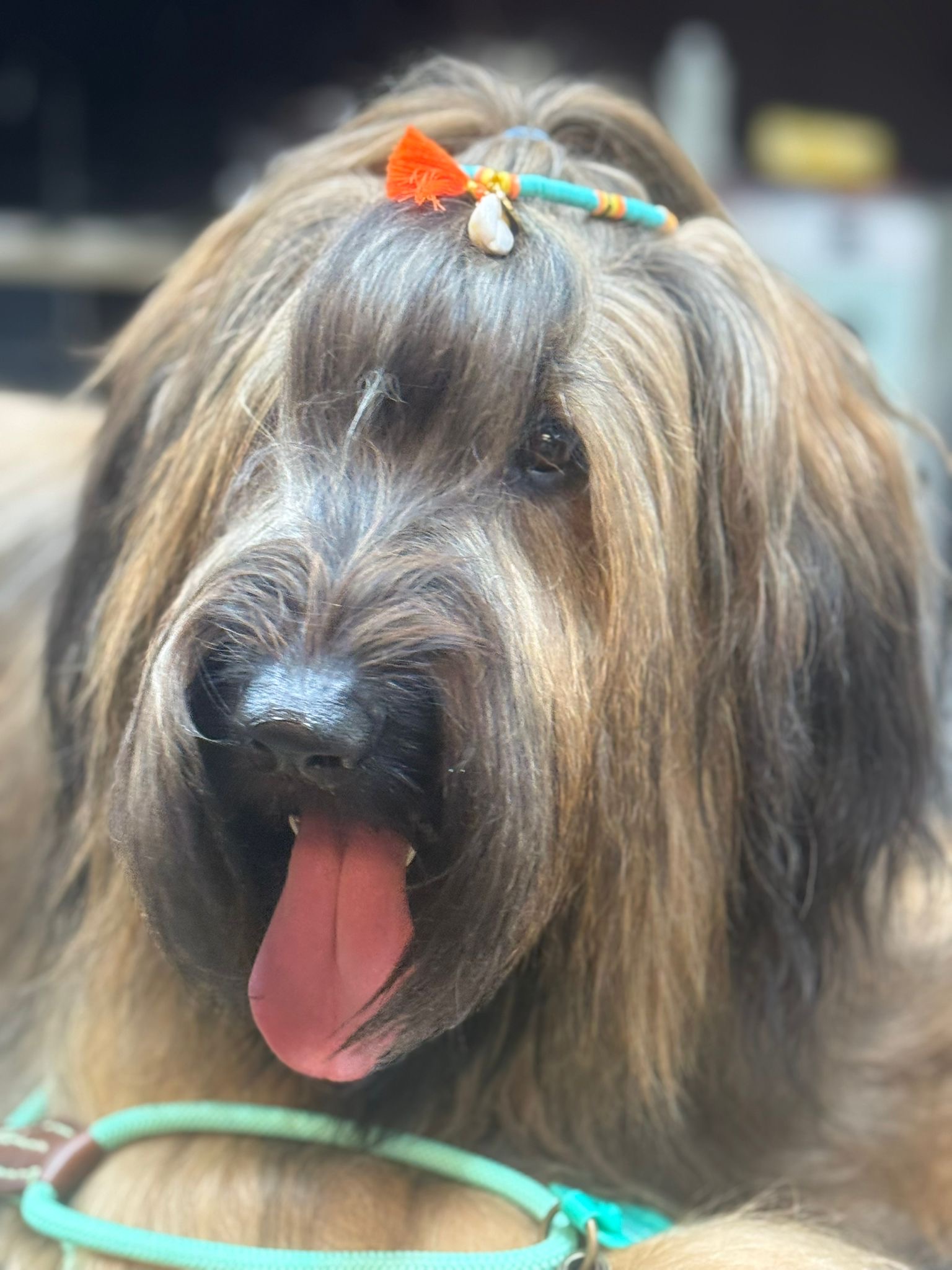 Soof - Briard