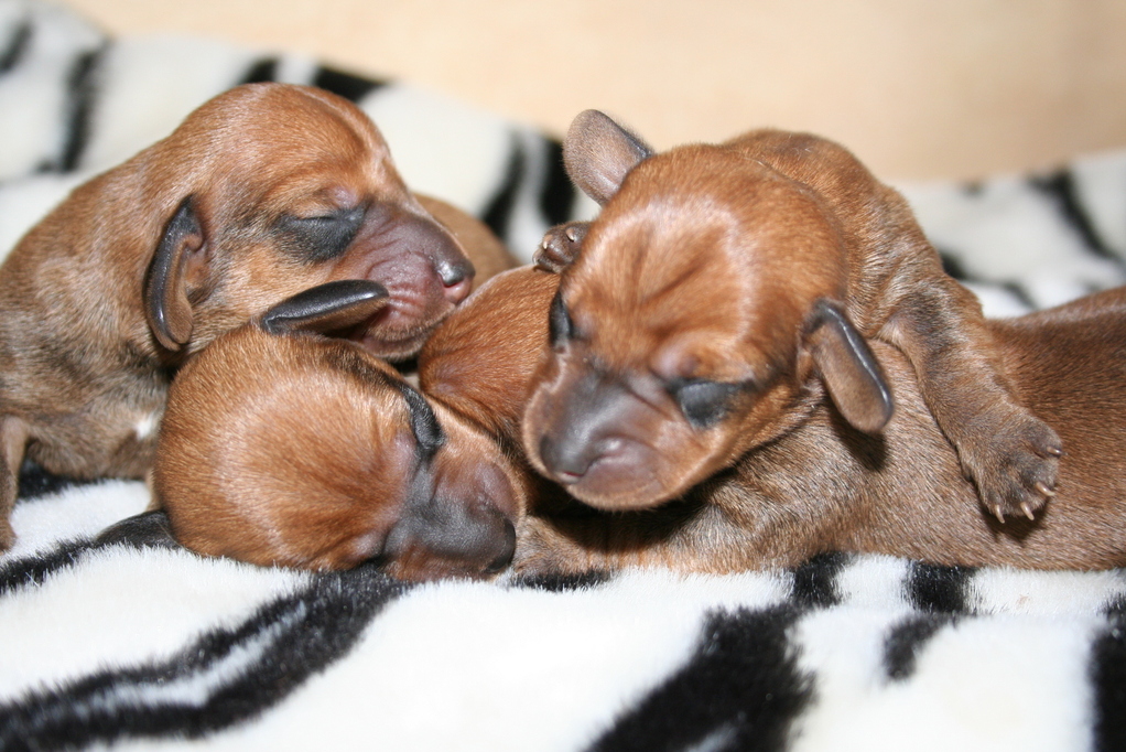 3 dienas veci/3 days old