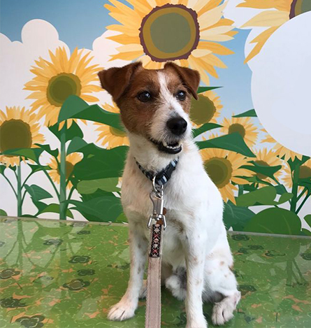 愛犬とひまわりの絵が写った写真