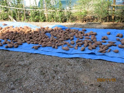 収穫したサツマイモを天日干しています
