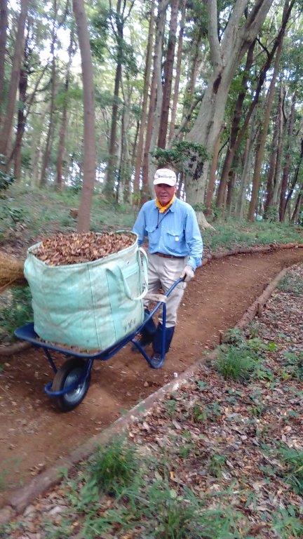 急に増えてきた落葉を集めて堆積場に運びます