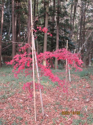 小さいモミジですが、きれいに紅葉しています