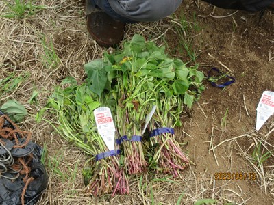 植え付けるサツマイモの苗です