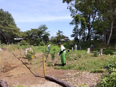 貴重植物に注意しながらの草刈です