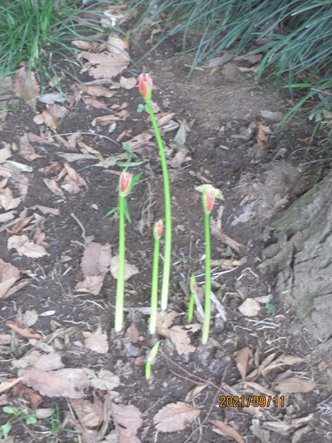 曼殊沙華の季節がやって来ました