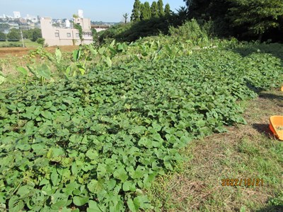 サツマイモ畑と後方はサトイモ畑です