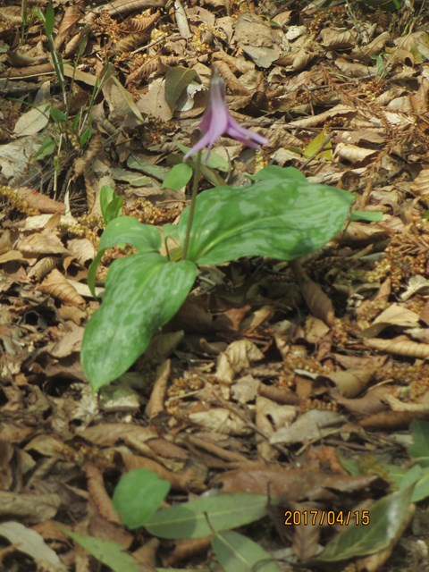 カタクリの花がまだ咲いていました