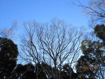 見上げれば、木の葉はすっかり落ちてしまいました