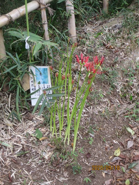 早くも曼殊沙華のシーズンです