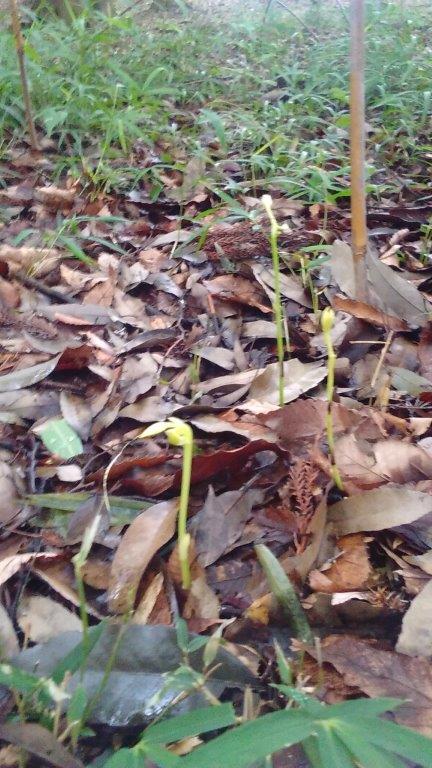 サガミランの芽が大きくなってきました