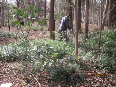 杉の枯枝を集めるのは労力が掛かります