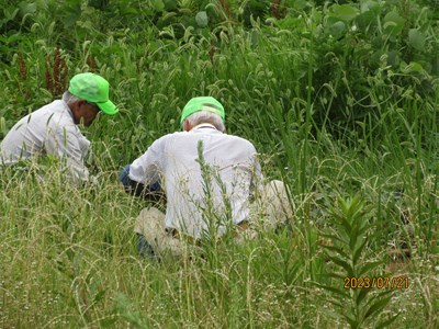 雑草に覆われた畑の草取りです