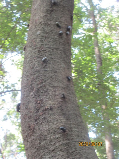 カブトムシやコガネムシが集まっています