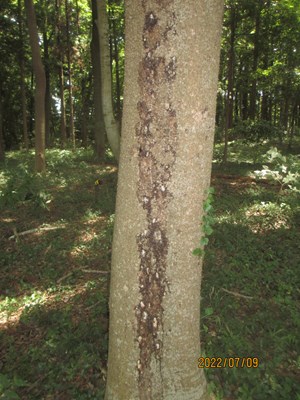 樹木が虫にやられて、樹液を垂らしています。所々で散見されます