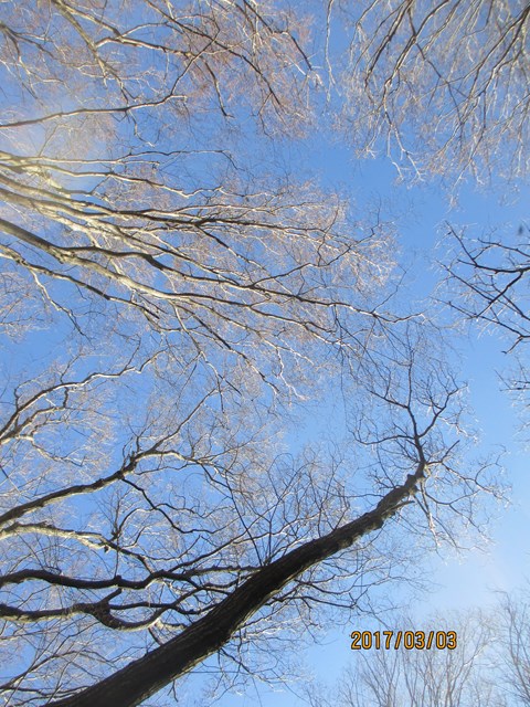 空を見上げると、何となく芽が出てきている感じがします