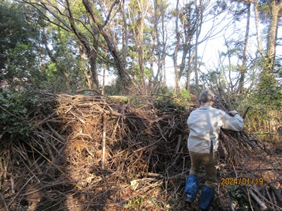 枯れ枝の集積場です