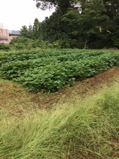 サツマイモ畑は立派に育っているようです