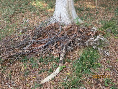枯れ枝を集めて、集積場所に集めます